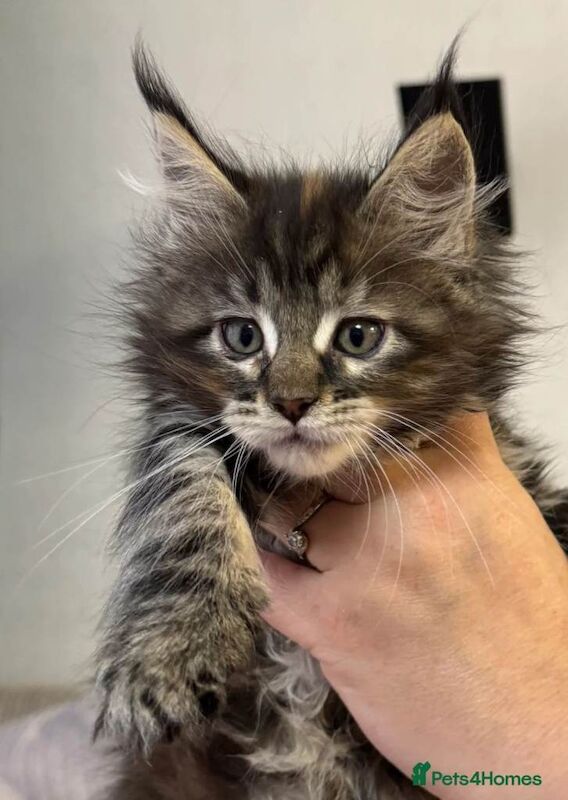 Maine coon kitten - Image 4 of 5