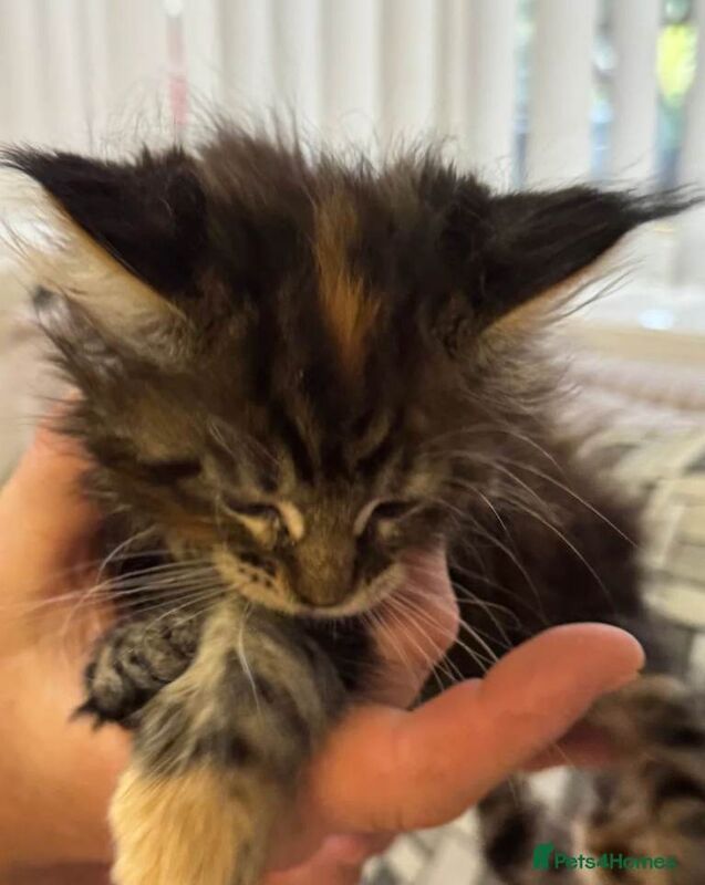 Maine coon kitten - Image 5 of 5