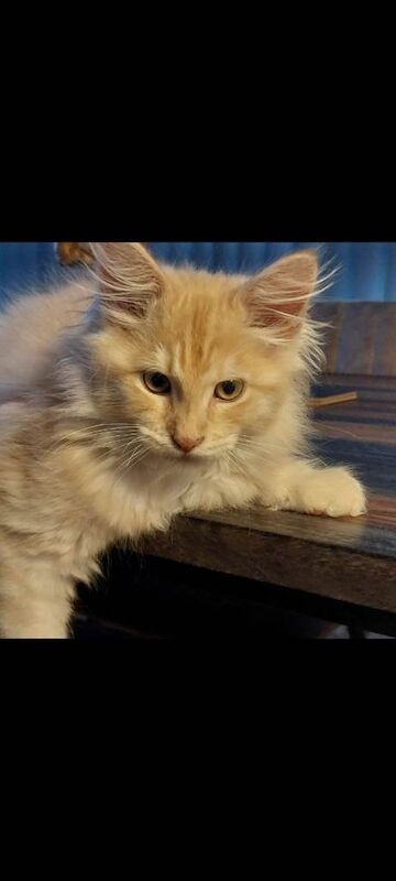 Maine Coon kittens for sale in Kingstanding, West Midlands – 3 months old