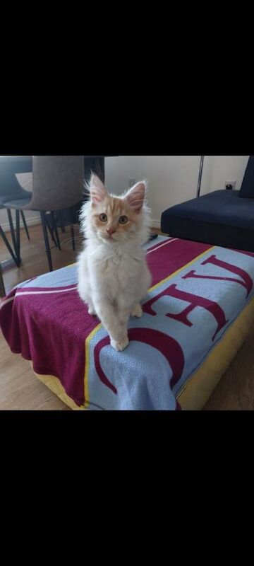 Maine Coon kittens for sale in Kingstanding, West Midlands – 3 months old - Image 3 of 3