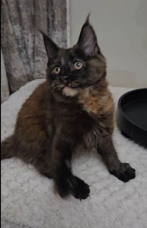 Maine Coon kittens for sale in Lisburn, County Lisburn – 3 months old