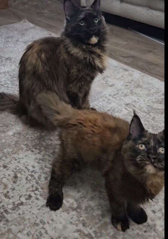 Maine Coon kittens for sale in Lisburn, County Lisburn – 3 months old - Image 2 of 4