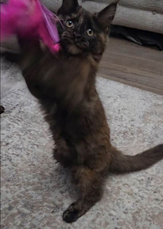 Maine coon kitten - Image 2 of 5