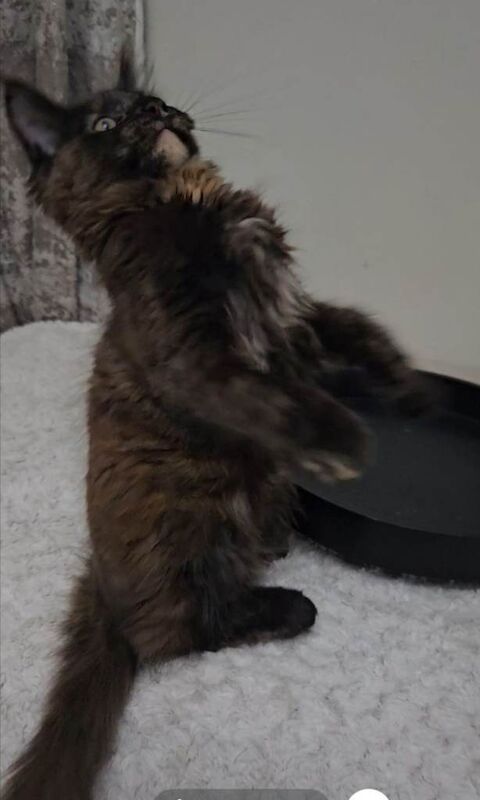 Maine coon kitten - Image 3 of 5