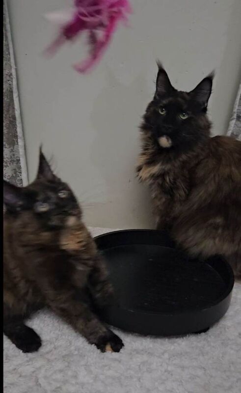 Maine coon kitten - Image 4 of 5