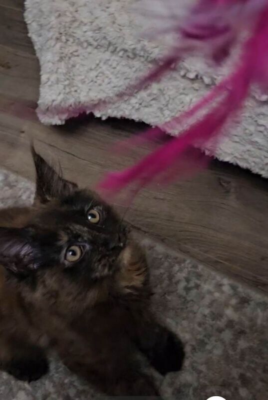 Maine coon kitten - Image 5 of 5