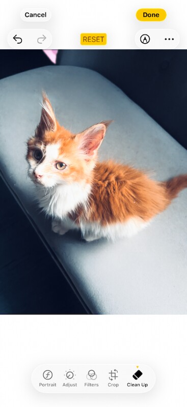 Maine Coon Kitten