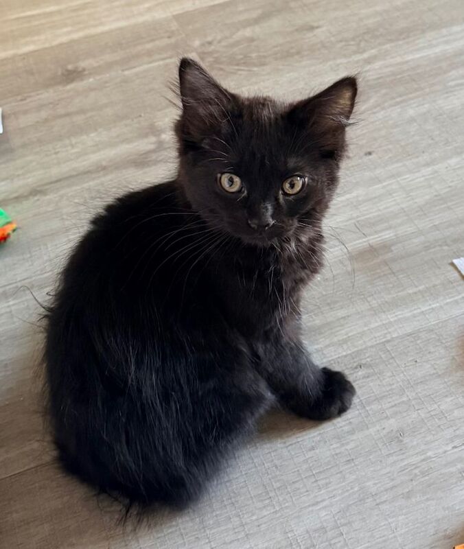 Maine coon kitten - Image 2 of 4