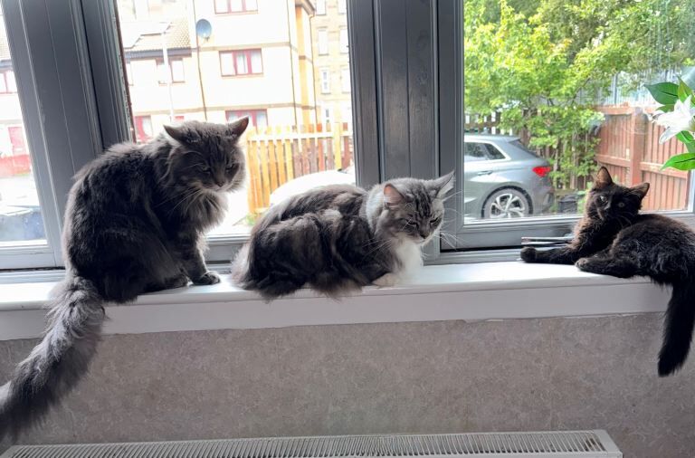 Maine coon kitten - Image 3 of 4