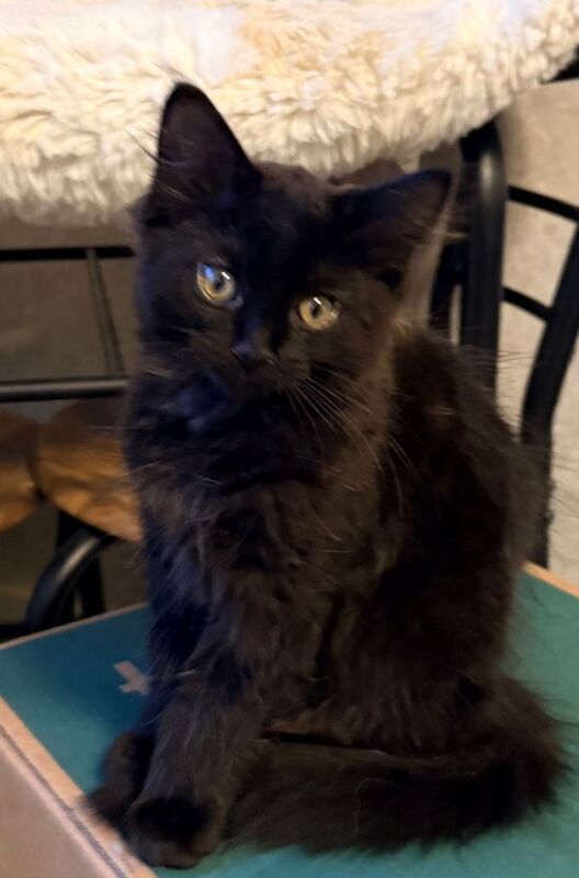 Maine coon kitten - Image 4 of 4