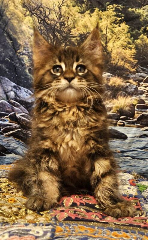 TICA Registered Maine Coon Kittens For Sale