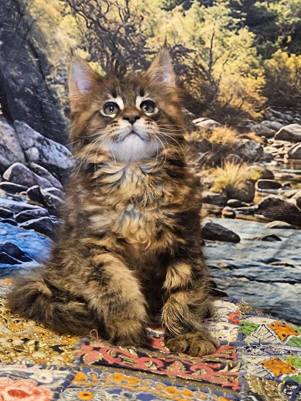 Maine Coon kitten boy reg.GCCF - Image 2 of 3