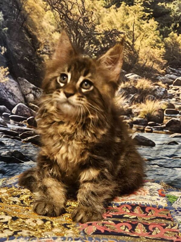 Maine Coon kitten boy reg.GCCF - Image 3 of 3
