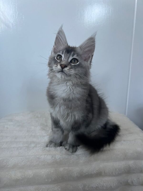 Maine Coon kittens for sale in Poole, Dorset – 11 weeks old