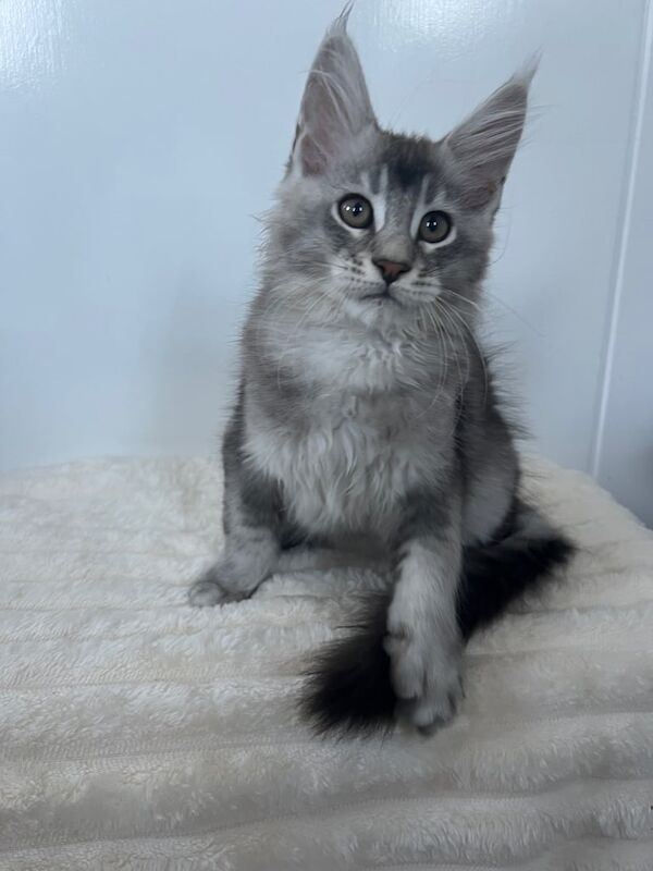 Maine Coon kitten cat black silver ticked tabby ready - Image 2 of 3