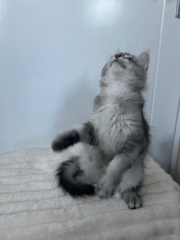 Maine Coon kitten cat black silver ticked tabby ready - Image 3 of 3