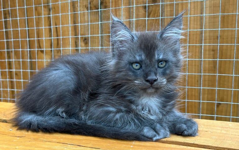 Maine Coon kittens for sale in Poole, Dorset – 8 weeks old