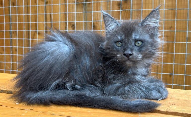 Maine Coon kittens for sale in Poole, Dorset – 8 weeks old - Image 2 of 2