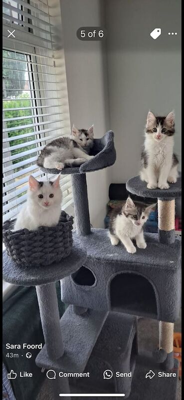 Maine Coon kittens for sale in Southend-on-Sea, Essex – 11 weeks old