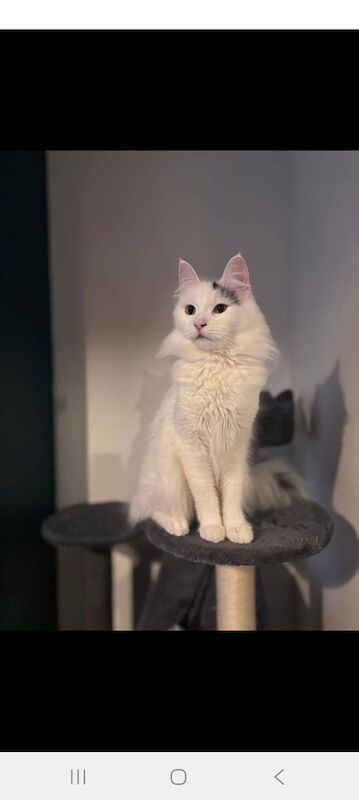 Maine Coon kittens for sale in Southend-on-Sea, Essex – 11 weeks old - Image 2 of 3
