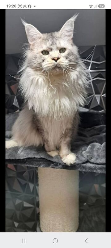 Maine Coon kittens for sale in Southend-on-Sea, Essex – 11 weeks old - Image 3 of 3