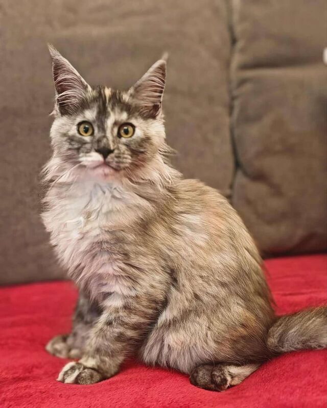 Maine Coon kittens for sale in Bangor, County Down – 3 months old