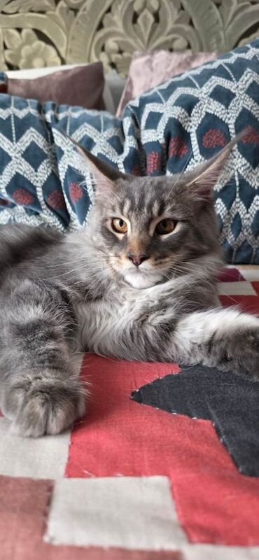Maine Coon kittens for sale in Croydon, Greater London – 7 months old