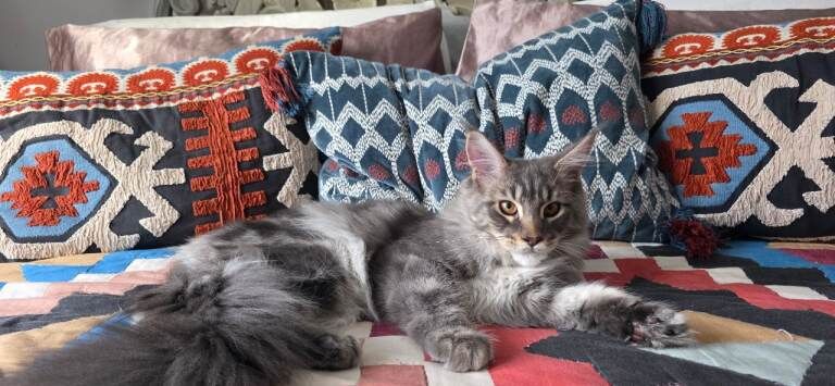 Maine Coon kittens for sale in Croydon, Greater London – 7 months old - Image 2 of 4