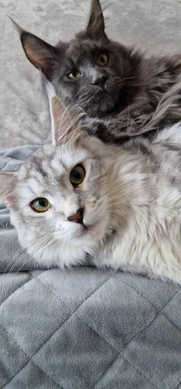 Maine Coon kittens for sale in Croydon, Greater London – 7 months old - Image 4 of 4