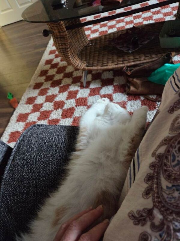 Maine coon kitten for sale