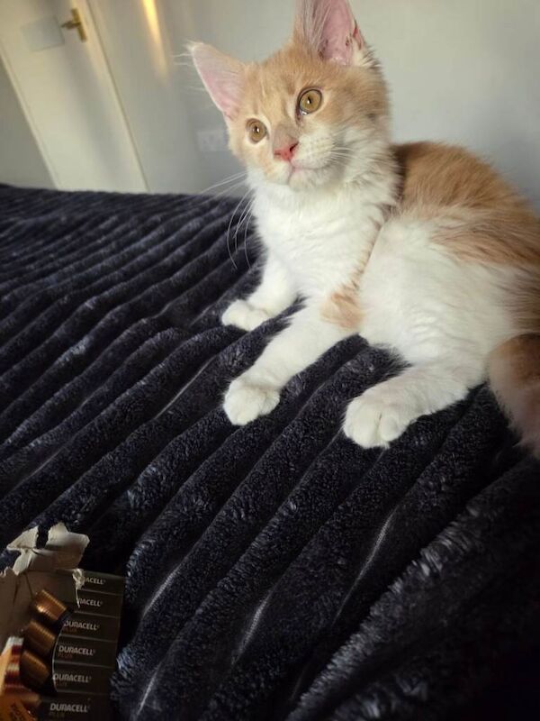 Maine coon kitten for sale - Image 2 of 4