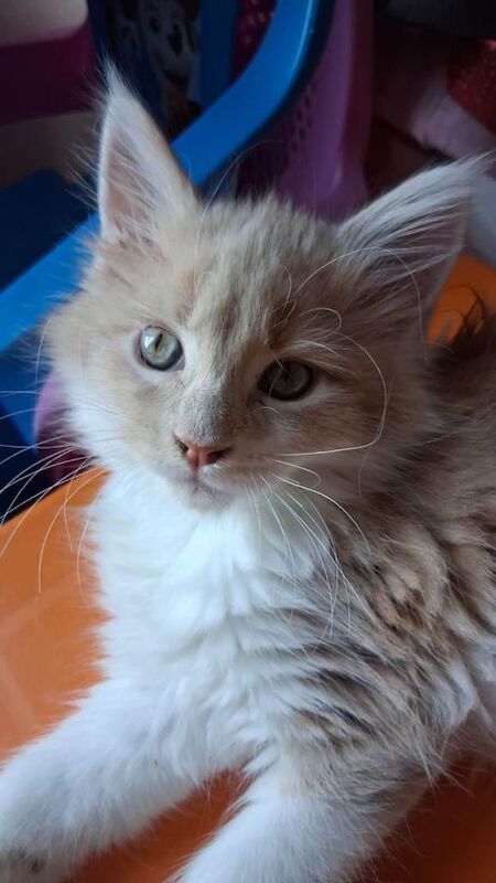 Maine coon kitten for sale - Image 3 of 4
