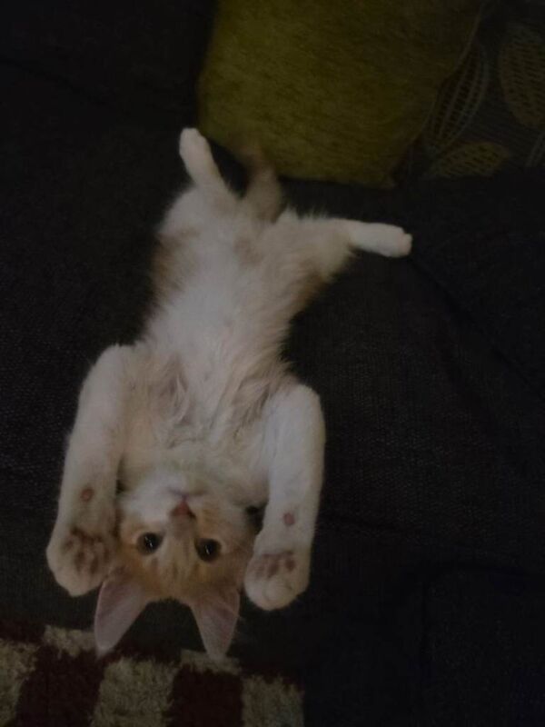 Maine coon kitten for sale - Image 4 of 4