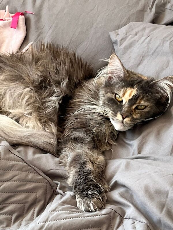 Maine Coon kittens for sale in Longwell Green, Gloucestershire – 6 weeks old