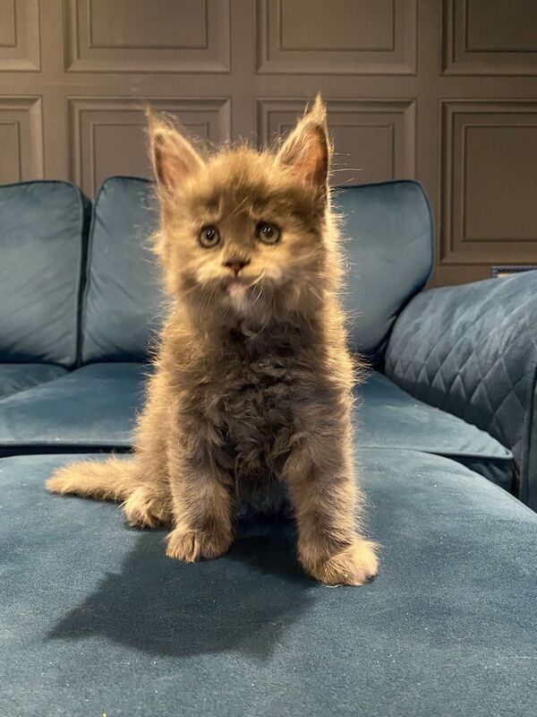 Maine Coon kittens for sale in Longwell Green, Gloucestershire – 6 weeks old - Image 2 of 3