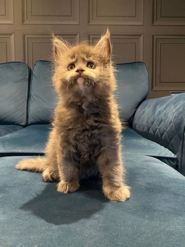 Maine Coon kittens for sale in Longwell Green, Gloucestershire – 6 weeks old - Image 3 of 3