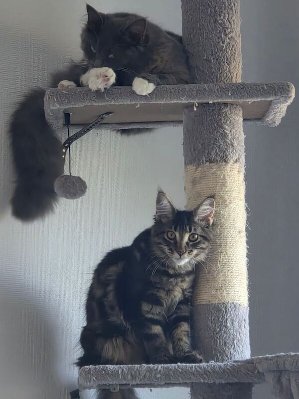 Maine Coon kittens for sale in Harborne, West Midlands – 5 months old - Image 3 of 3