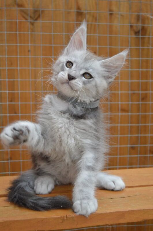 Maine Coon kittens for sale in Poole, Dorset – 9 weeks old