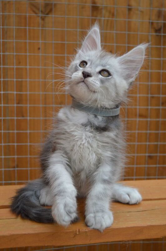 Maine Coon kitten registered male boy silver stunnig - Image 2 of 3