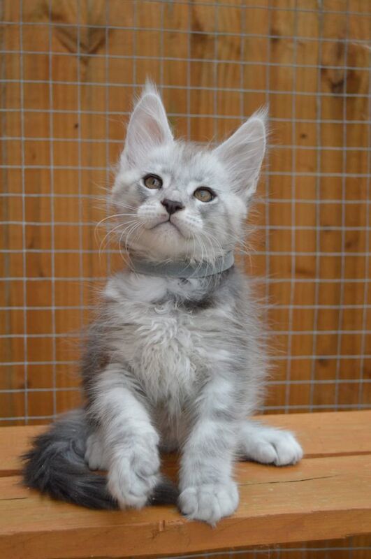 Maine Coon kitten registered male boy silver stunnig - Image 3 of 3