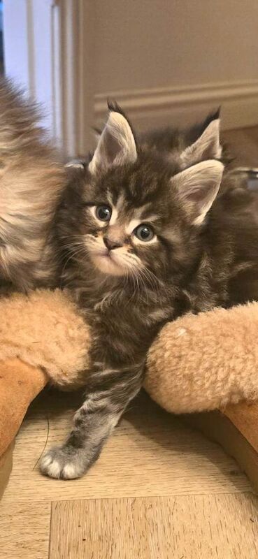Maine Coon Kitten - Silver tabby male