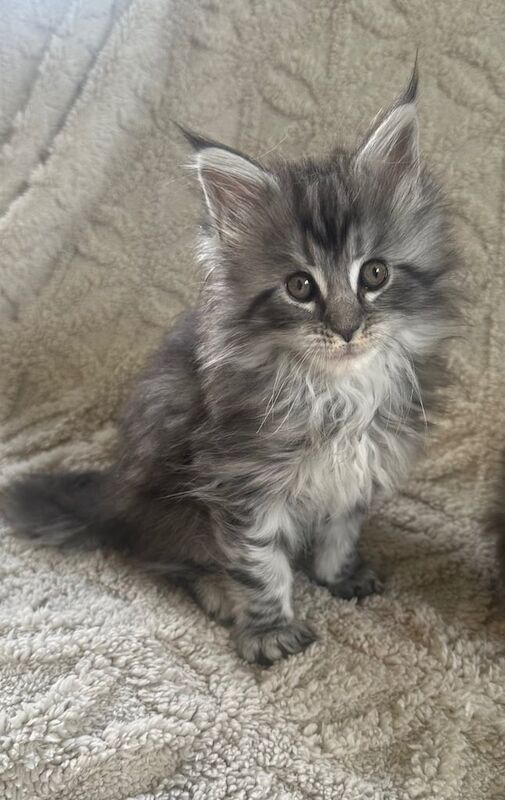Maine coon kittens for sale in East Kilbride, Lanarkshire