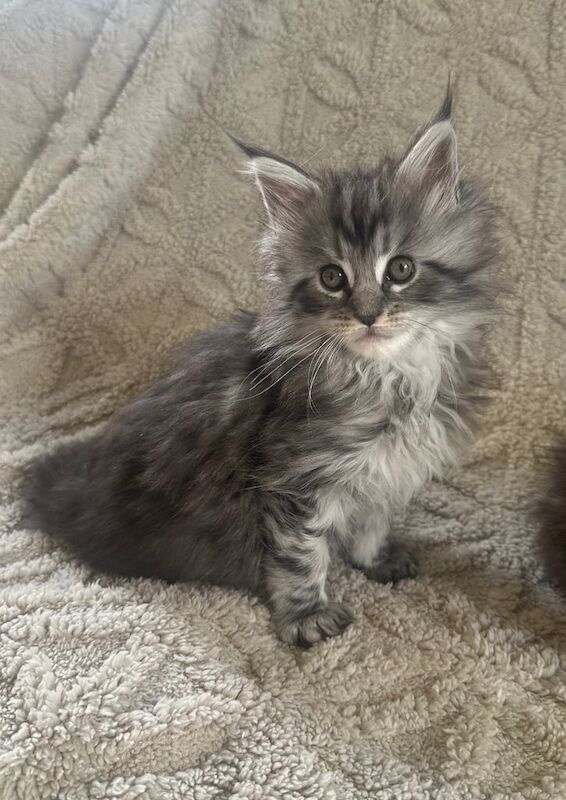 Maine coon kittens for sale in East Kilbride, Lanarkshire | Image 2