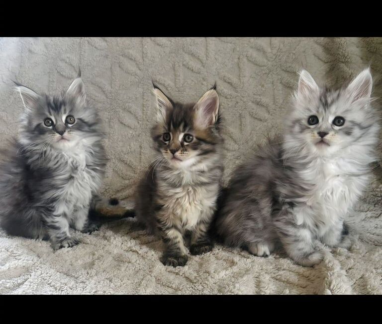 Maine coon kittens for sale in East Kilbride, Lanarkshire | Image 3
