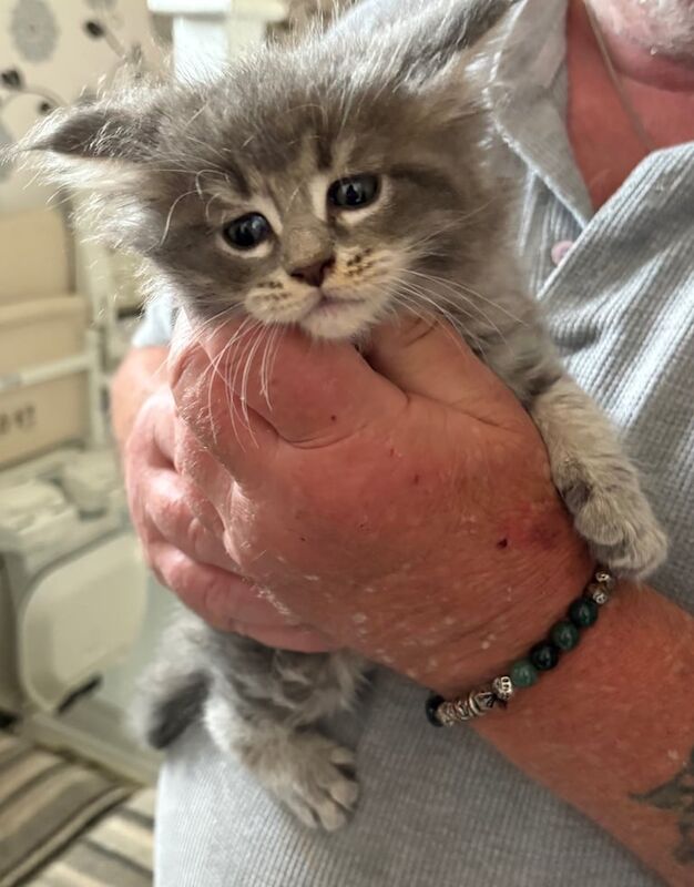 Maine coon kittens for sale in Metheringham, Lincolnshire