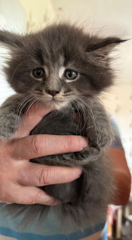 Maine coon kittens for sale in Metheringham, Lincolnshire | Image 2