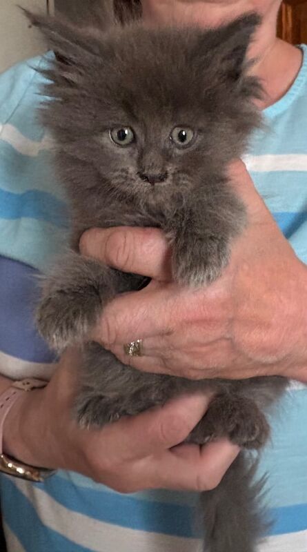 Maine coon kittens for sale in Metheringham, Lincolnshire | Image 3