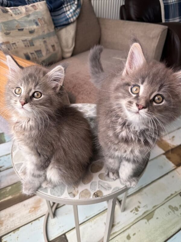 Maine Coon kittens for sale in Christchurch, Dorset – 9 weeks old
