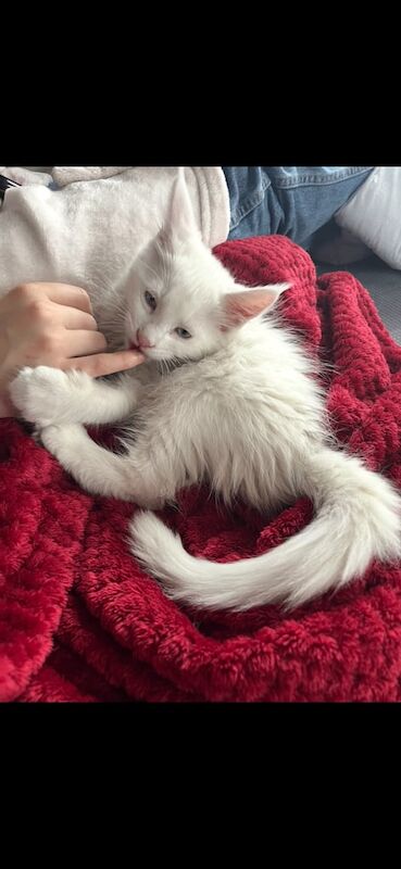 Maine Coon kittens for sale in Gamlingay, Cambridgeshire – 3 months old