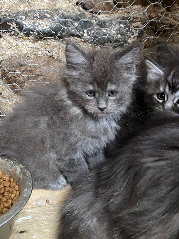 Maine Coon kittens for sale in Dungiven, County Londonderry – 7 weeks old